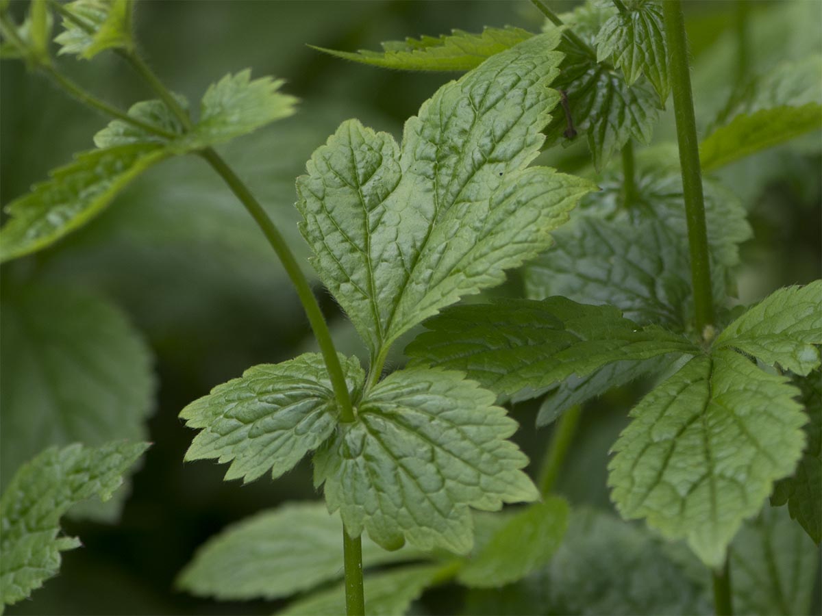 Geum urbanum